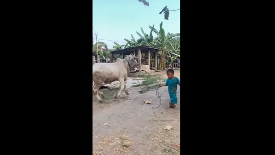 Child's play: Lana's brave cow adventure in Bantul, Yogyakarta