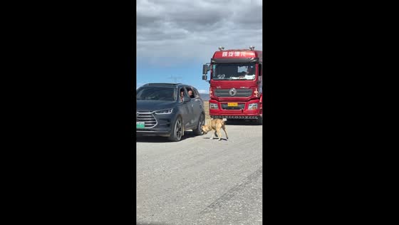 Tibetan wolf eagerly catches treats from stopped cars in Qinghai, China