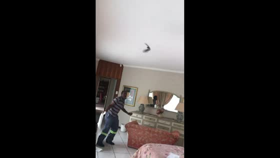 Man tries to remove bats from home using towel in Bergville, South Africa