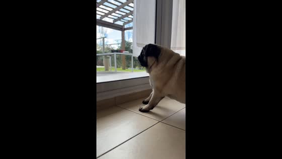 Angry pug barks at gardener and accidentally passes gas in Buenos Aires, Argentina