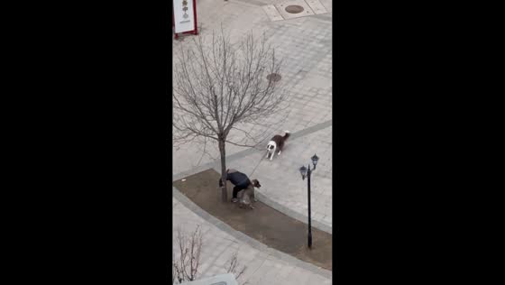 Playful border collie interrupts walk with sudden burst of energy in Henan, China