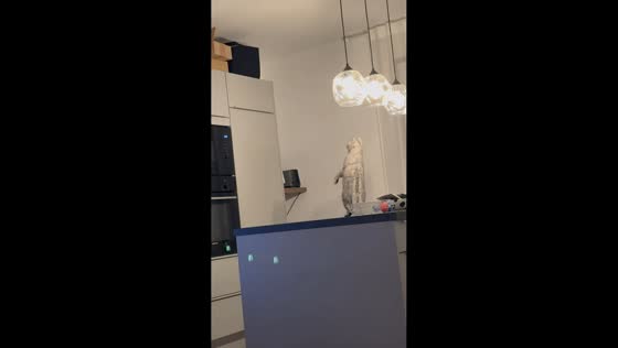 Cat Sheila misjudges a jump while climbing a cabinet in Köln, Germany