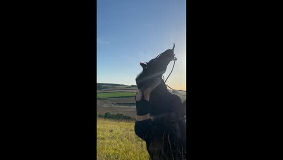 Horse startled after getting caught in sheep fence in Buchet, France