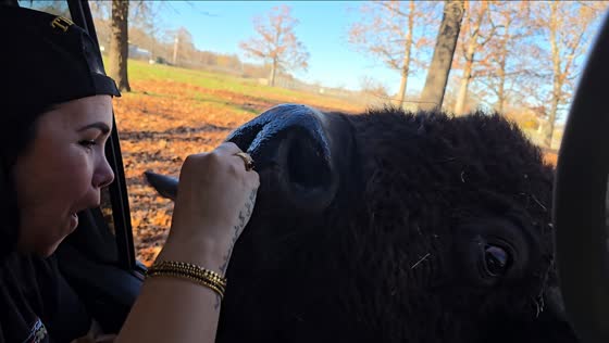 Buffalos approach woman for food and affection in Missouri, USA