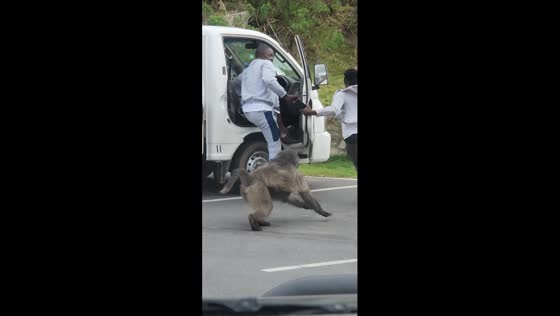 Man attacked by baboon after teasing in Cape Town, South Africa