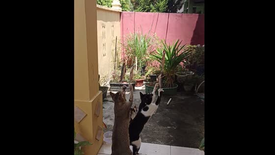 Cats compete for fried fish in playful feeding moment in Bintan, Indonesia