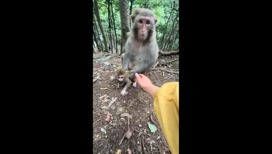 Protective mother monkey repeatedly pulls baby away from tourist in Guizhou, China