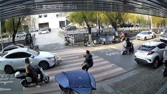 Dog struck by passing vehicle but gets back up in Hubei, China