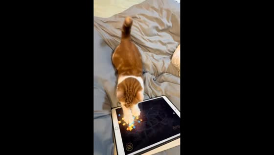 Cat plays game on iPad in Zhejiang, China
