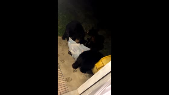 Bears rummaging through trash outside home in Big Stone Gap, Virginia, USA