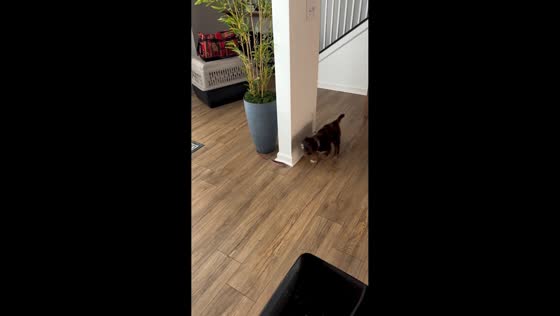Mini Aussiedoodle hilariously chases its own leash in North Carolina, USA