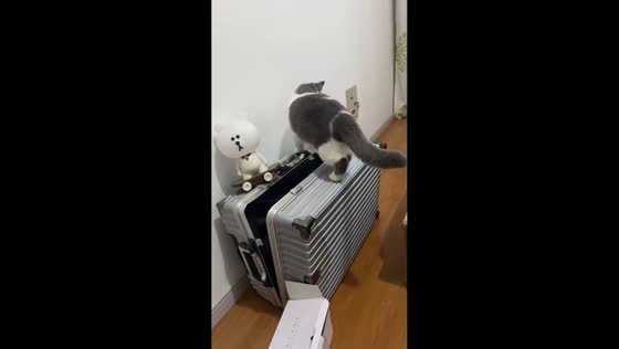  Curious cat fell into suitcase in Hebei province, China