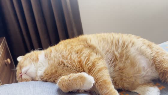 Cat hilariously slides off the edge of a bed while sleeping in Liaoning, China