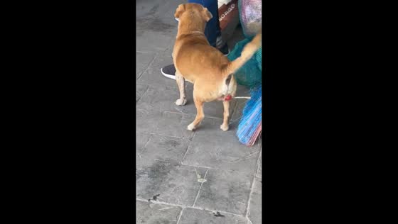 Dog unknowingly carries lollipop stick on its balls in Tecuala, Mexico