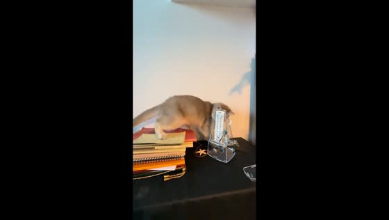 Cat reacts curiously to ticking metronome in Sichuan, China