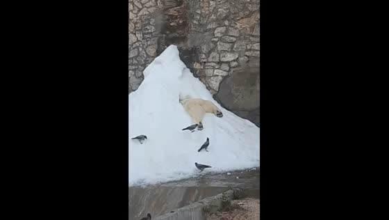 Crows disturb sleeping polar bear at Moscow zoo