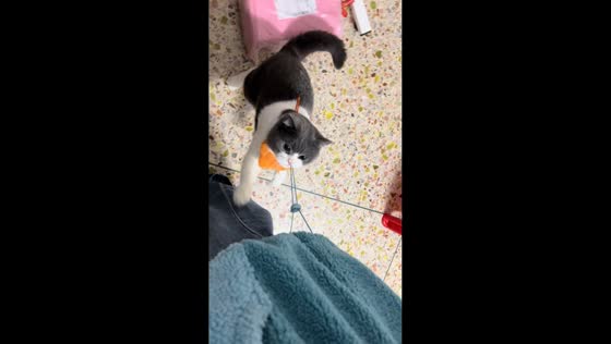 Mischievous cat's playful antics caught on video in Guangdong, China