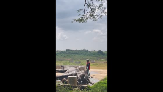 Elephant calf slips on wet ground in East Lampung