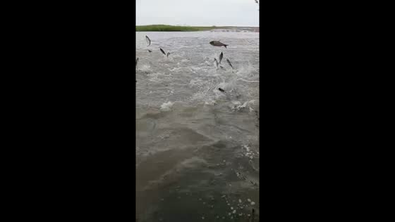 Fishes unexpectedly jump out of water in Privolzhsky, Astrakhan, Russia