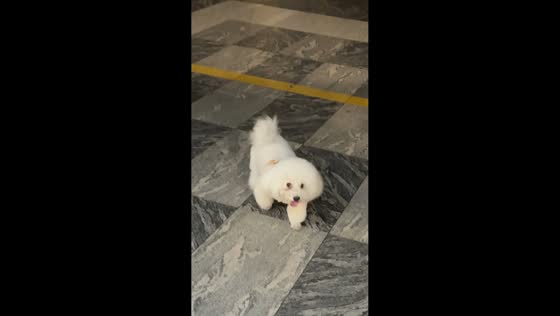 Adorable dog shows unique hopping gait in Jiangsu, China