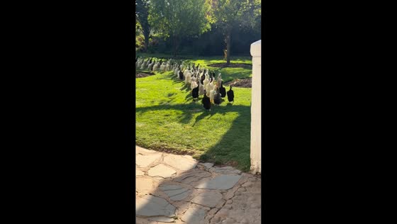 Flock of ducks walks past visitors at wine estate in Stellenbosch, South Africa