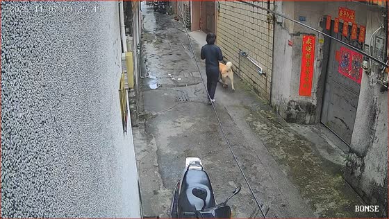 Dog accidentally breaks water pipe in Guangdong, China