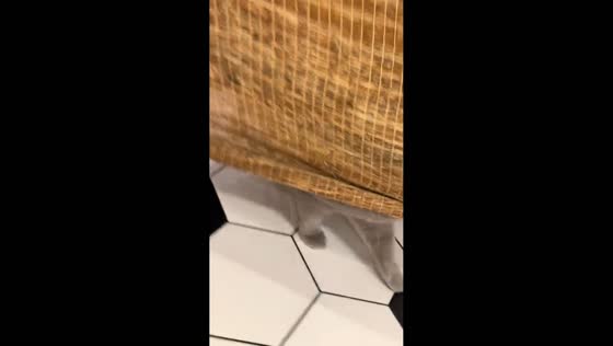 British Shorthair gets stuck between curtains in Zhejiang, China