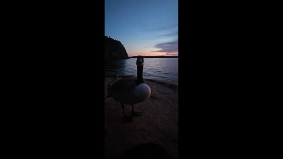 Close encounter with a wild goose at the seaside in Trysunda, Sweden