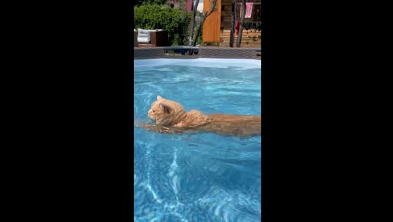 Adventurous cat Freddy takes a dive: a surprising swim on a hot summer day