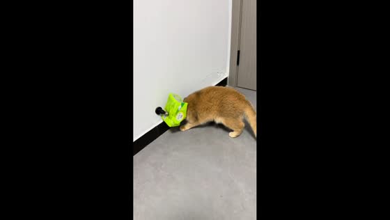 Cat bumps into walls with head covered in Henan, China