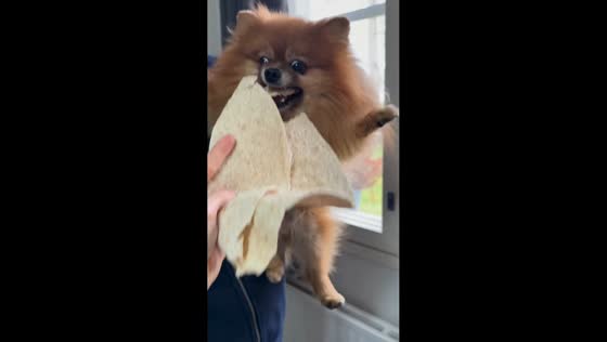 Dog hilariously snaps at flatbread in Helsinki, Finland