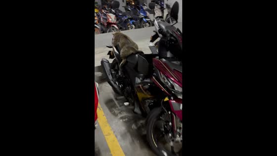 Sleepy cat naps undisturbed on motorcycle in Kuala Lumpur, Malaysia