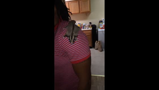 Sugar glider surprises owner with a perfect leap in Baltimore, USA