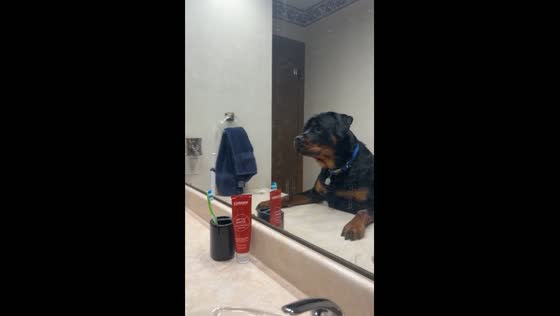 Dog growls at its reflection in Cedar Rapids, Iowa, USA