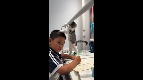 Playful cat falls onto boy during homework in Beijing, China