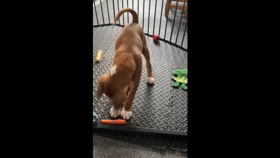 Teething pup's carrot capers: jumping joy in Norwich!