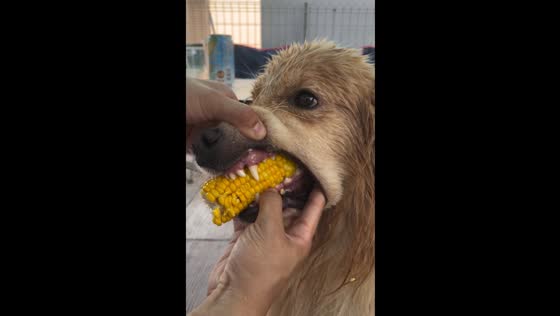 Tokyo dog caught with corn cob in mouth