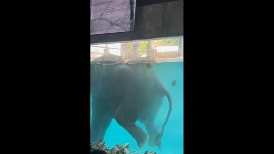Elephant seen pooping in pool amuses visitors in Malacca, Malaysia