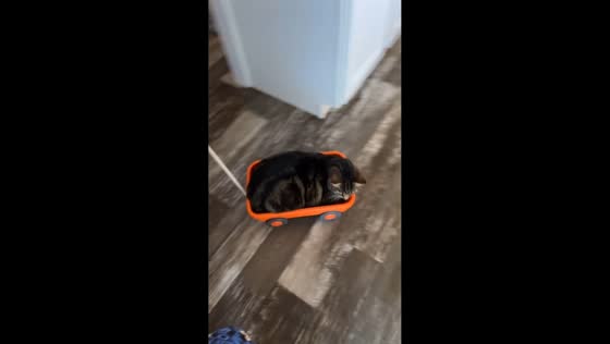 Cat calmly rides toy cart as kids circle the kitchen in in Troutville, Pennsylvania, USA