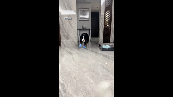 Bernese Mountain Dog walks adorably in shoes in Zhejiang, China