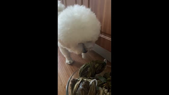 Poodle barks at tied crabs in Shaanxi, China