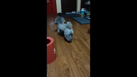 Dog cleverly gets treat from puzzle toy in Chongqing, China