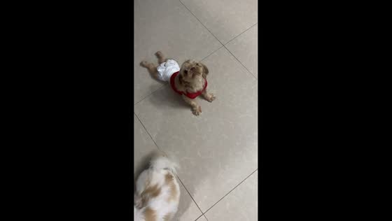 Shih Tzu performs playful "push-ups" on command in Trece Martires, Cavite, Philippines