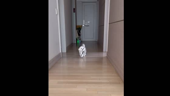 Dog chases ball but brings back a shoe
