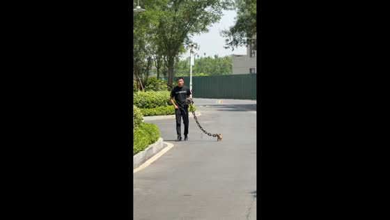 Humorous dog walking with oversized chain, in Henan, China