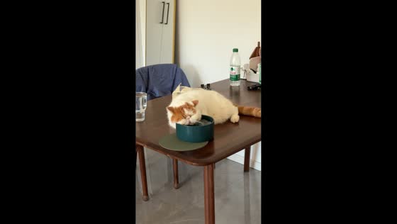 Sleepy cat lazily drinks water from bowl in Zhejiang, China