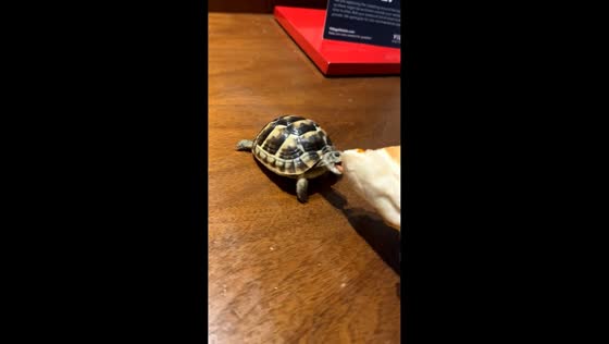 Tortoise tries to eat chicken instead of lettuce in Birmingham, England, UK