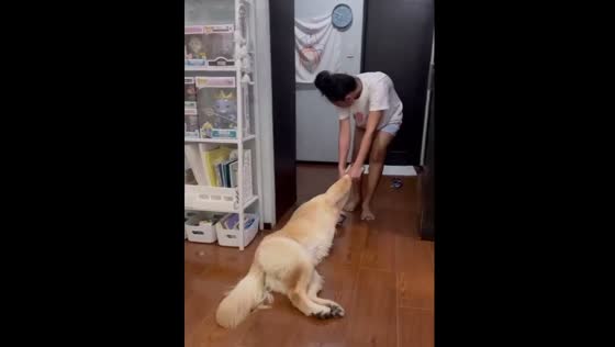 Dog enjoys bedtime routine after walk in Quezon City, Philippines