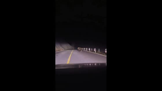 Bear runs along road during unexpected nighttime encounter in Xinjiang, China