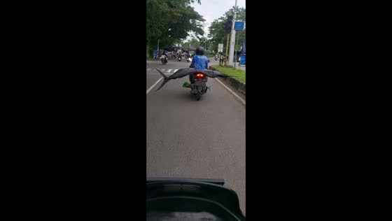 Motorcyclist transports massive marlin fish in Pulau Simeulue, Indonesia